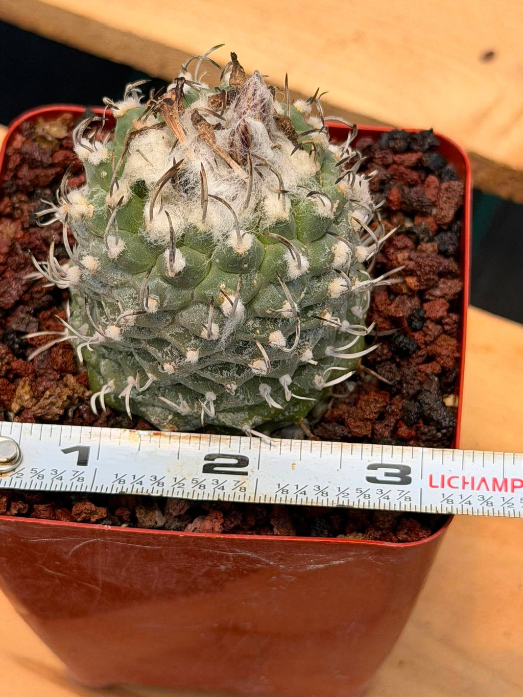Turbinicarpus schmiedickeanus – Rare Seed‑Grown Miniature Cactus | Woolly Areoles & Hooked Spines #171