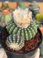 Discocactus Horstii — Rare Brazilian Cactus with Basal Pup