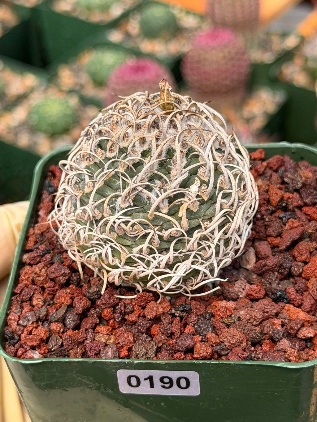 Turbinicarpus Collector’s Cactus #190 – Rare Seed‑Grown Globose Succulent with Spiral Spines