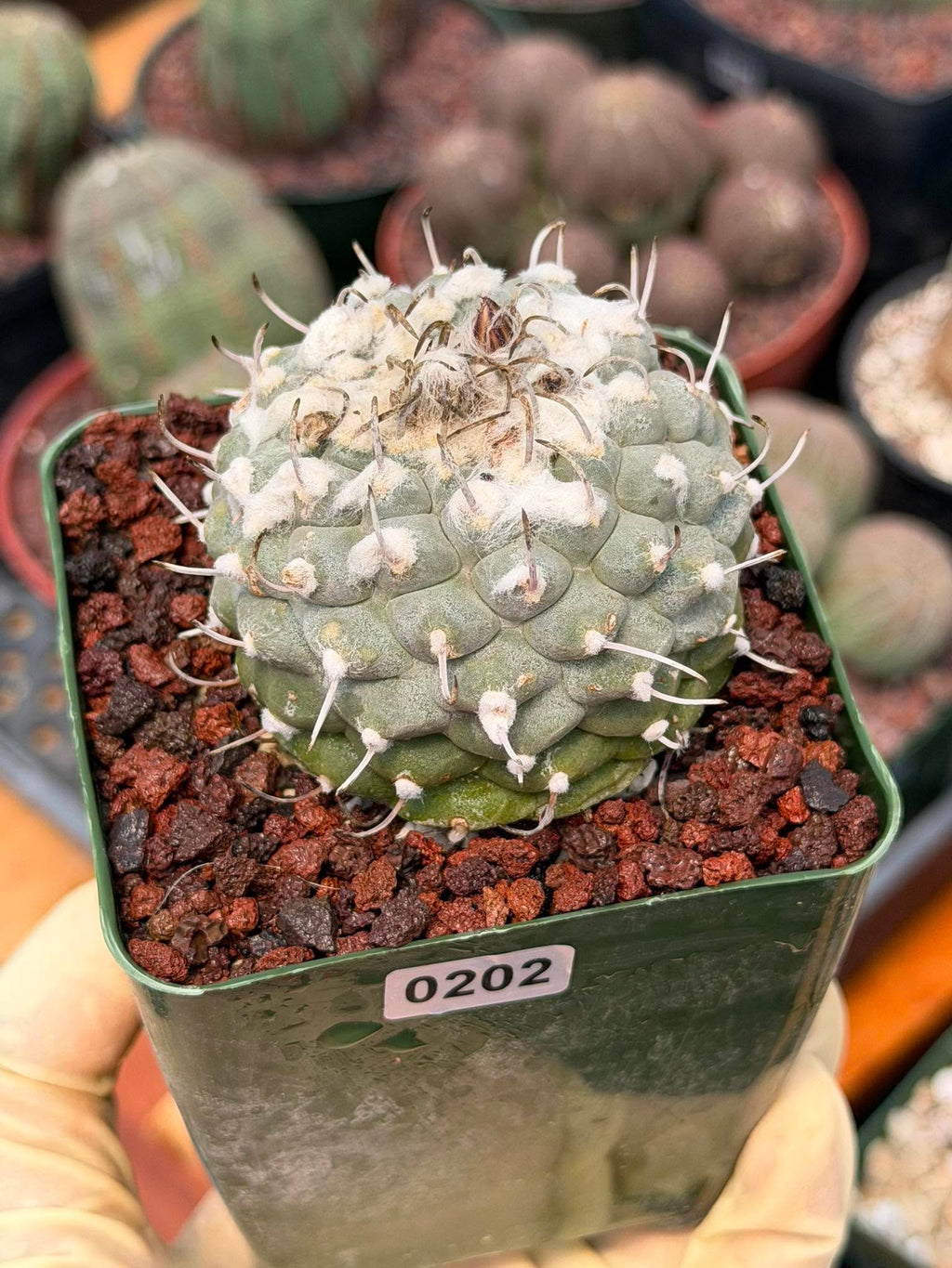 Turbinicarpus Collector’s Cactus #202