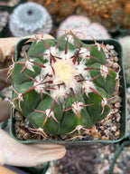 Discocactus crystallophilus – Rare Seed Grown Cactus with Fragrant White Flowers | Collector’s Succulent Plant
