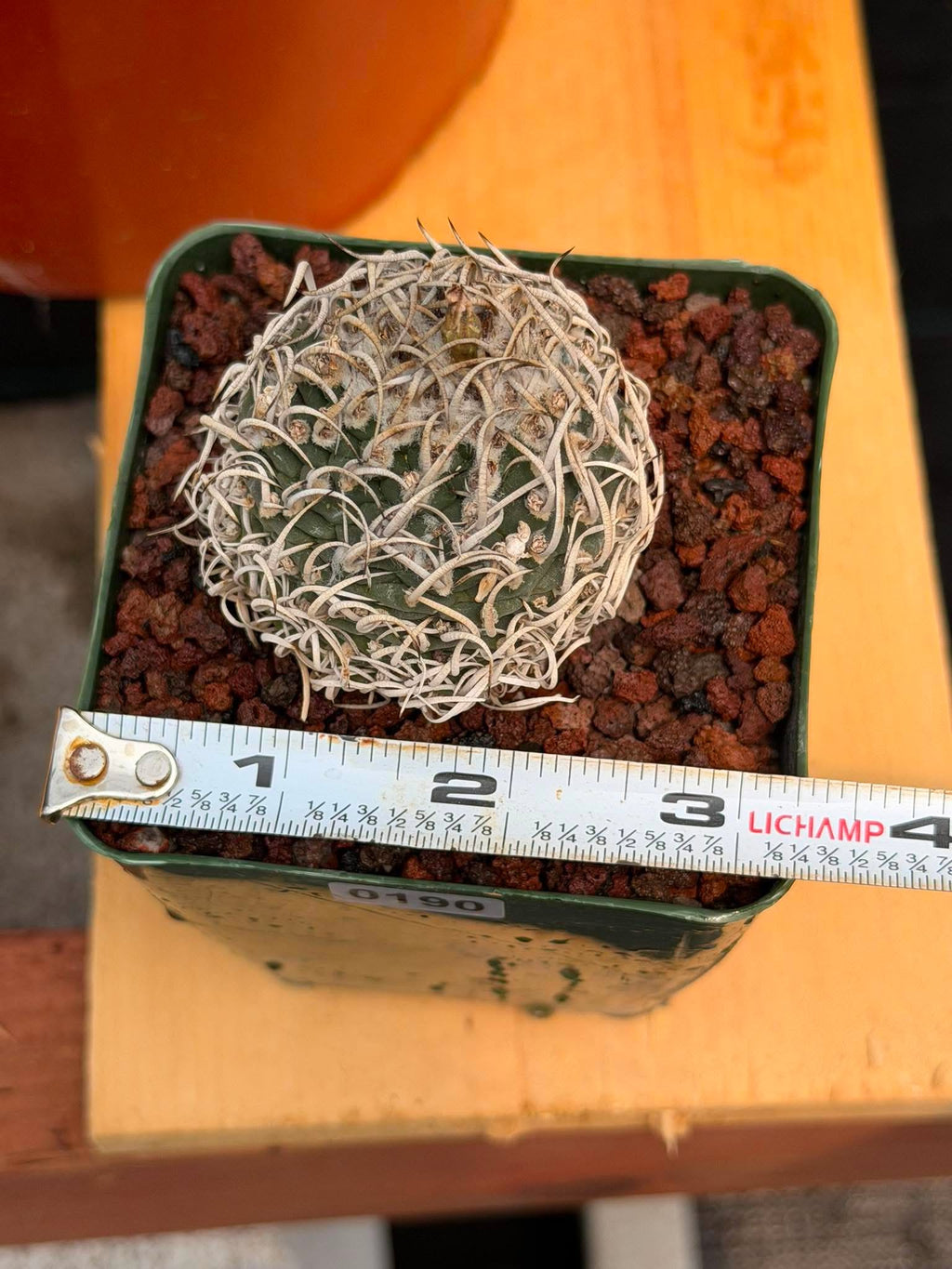 Turbinicarpus Collector’s Cactus #190 – Rare Seed‑Grown Globose Succulent with Spiral Spines