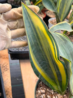 Variegated Sansevieria Whalefin – Rare Snake Plant Pup | Easy Care Houseplant | Live Indoor Succulent
