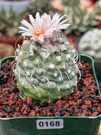 Turbinicarpus Schmiedickeanus – Rare Flowering Cactus | Live Succulent Plant for Collectors #168