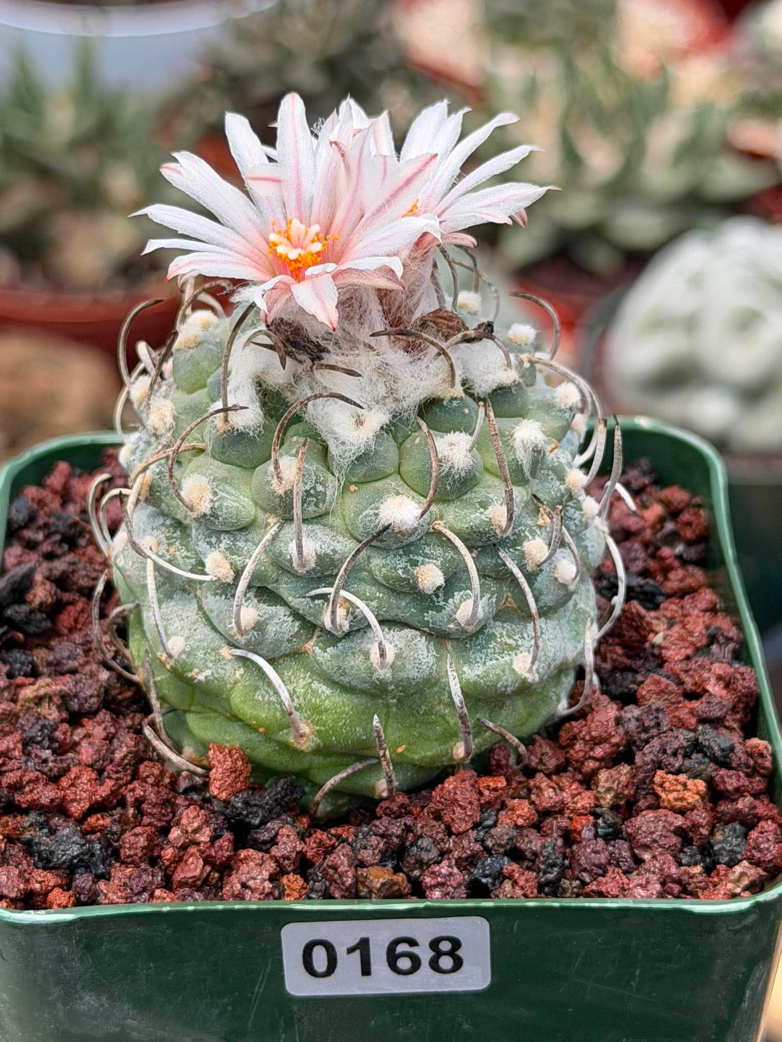 Turbinicarpus Schmiedickeanus – Rare Flowering Cactus | Live Succulent Plant for Collectors #168
