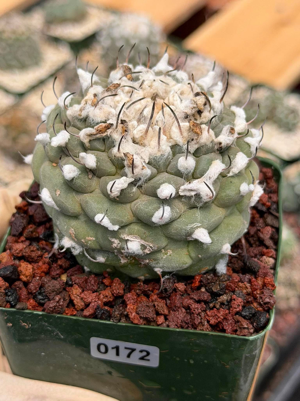 Turbinicarpus schmiedickeanus – Rare Woolly Mexican Miniature Cactus #172