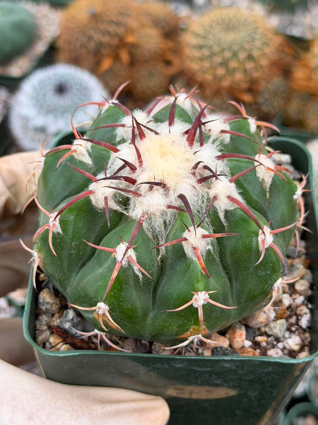 Discocactus crystallophilus – Rare Seed Grown Cactus with Fragrant White Flowers | Collector’s Succulent Plant