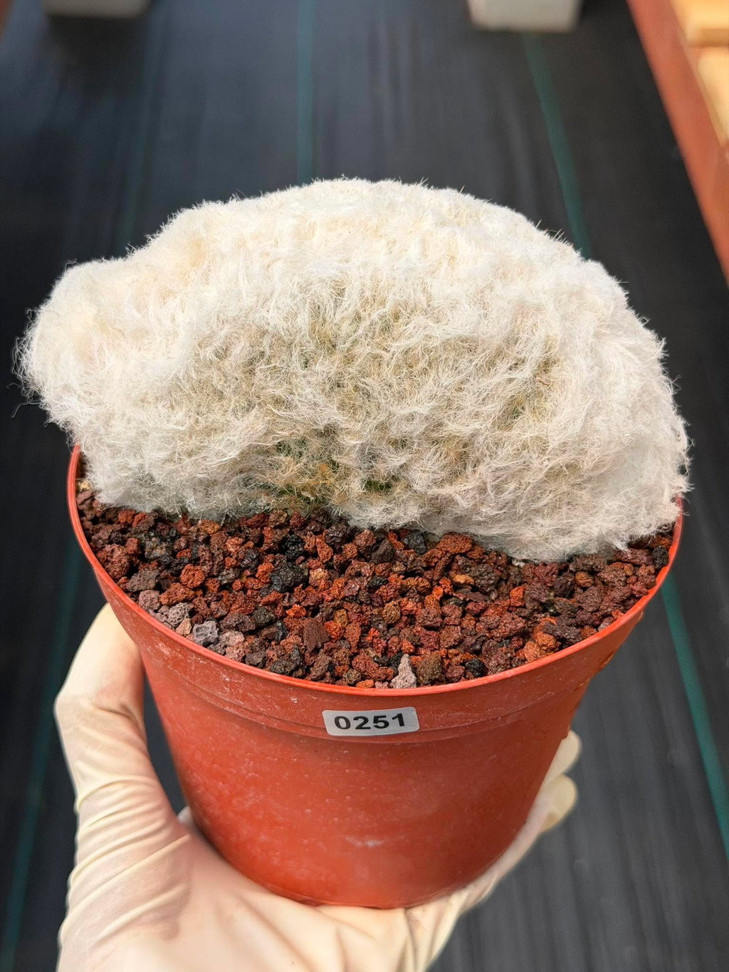 Crested Old Man Cactus #251 | Rare Degrafted Specimen | Collector's Cactus
