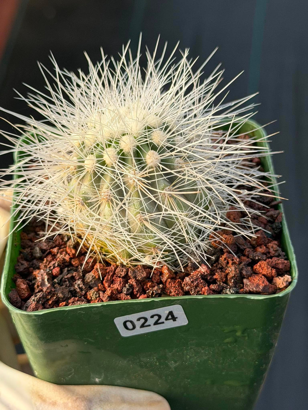 Copiapoa Krainziana Offset #224 | Rare Collector Cactus | Seed Grown Succulent