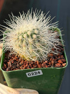 Copiapoa Krainziana Offset #224 | Rare Collector Cactus | Seed Grown Succulent