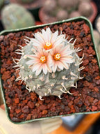 Turbinicarpus schmiedickeanus | Rare Flowering Collector’s Cactus #164