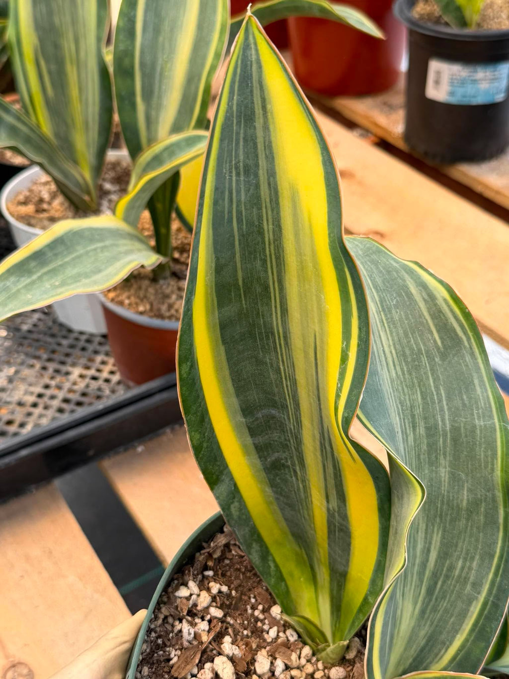 Variegated Sansevieria Whalefin – Rare Snake Plant Pup | Easy Care Houseplant | Live Indoor Succulent