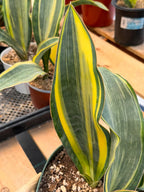 Variegated Sansevieria Whalefin – Rare Snake Plant Pup | Easy Care Houseplant | Live Indoor Succulent