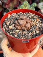 Dioscorea Elephantipes – Rare Turtle Back Caudex Succulent Plant Collector’s #288