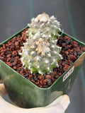 Turbinicarpus Schmiedickeanus Double Head – Rare Live Cactus For Sale #176