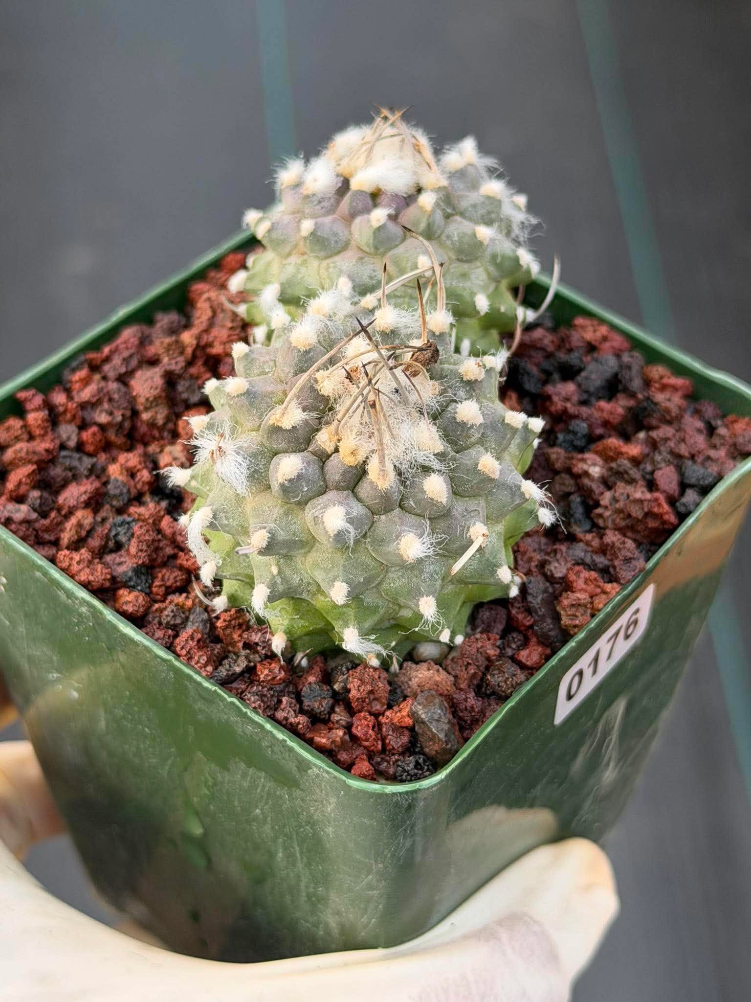 Turbinicarpus Schmiedickeanus Double Head – Rare Live Cactus For Sale #176