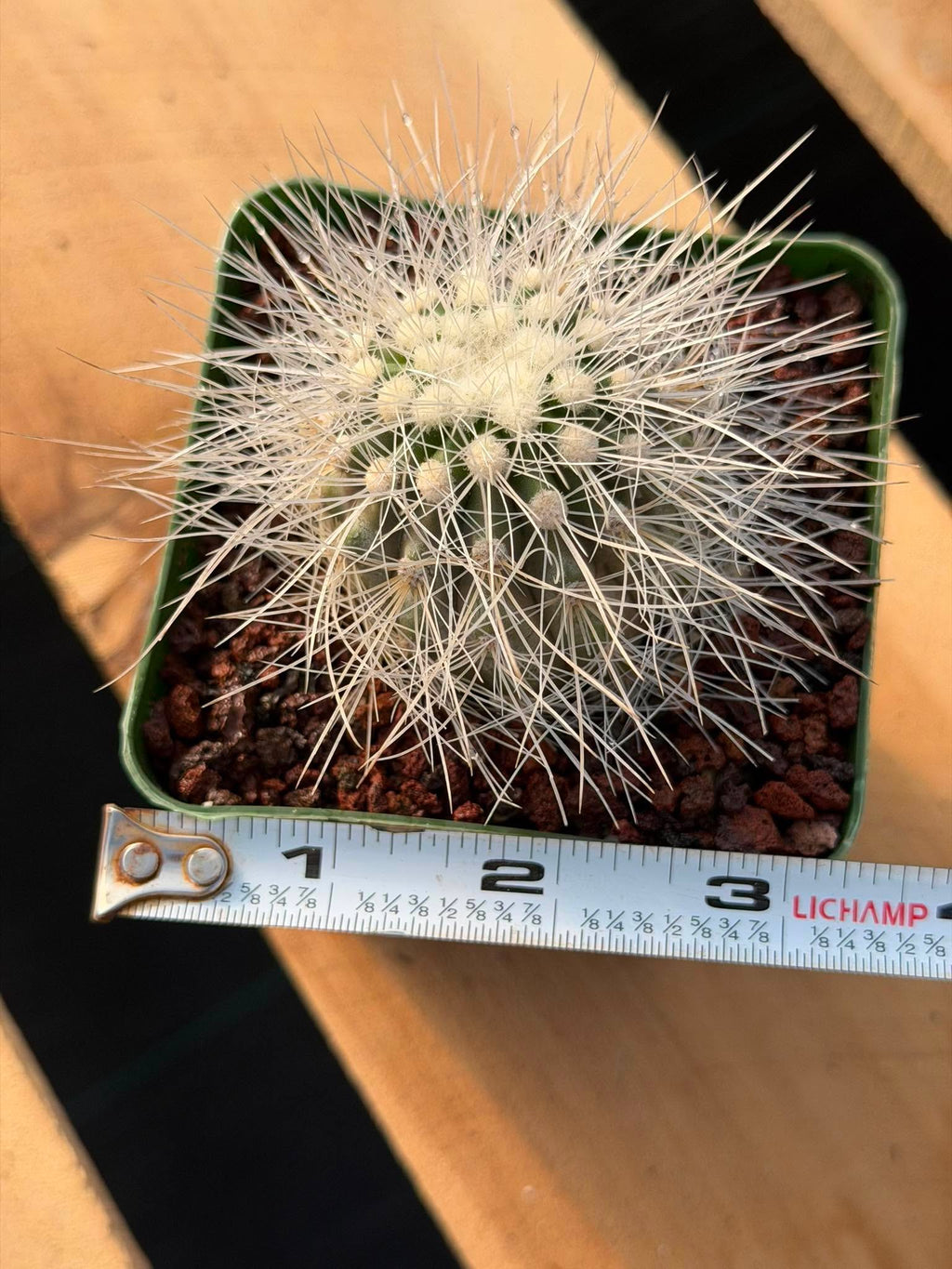 Copiapoa Krainziana Offset #224 | Rare Collector Cactus | Seed Grown Succulent