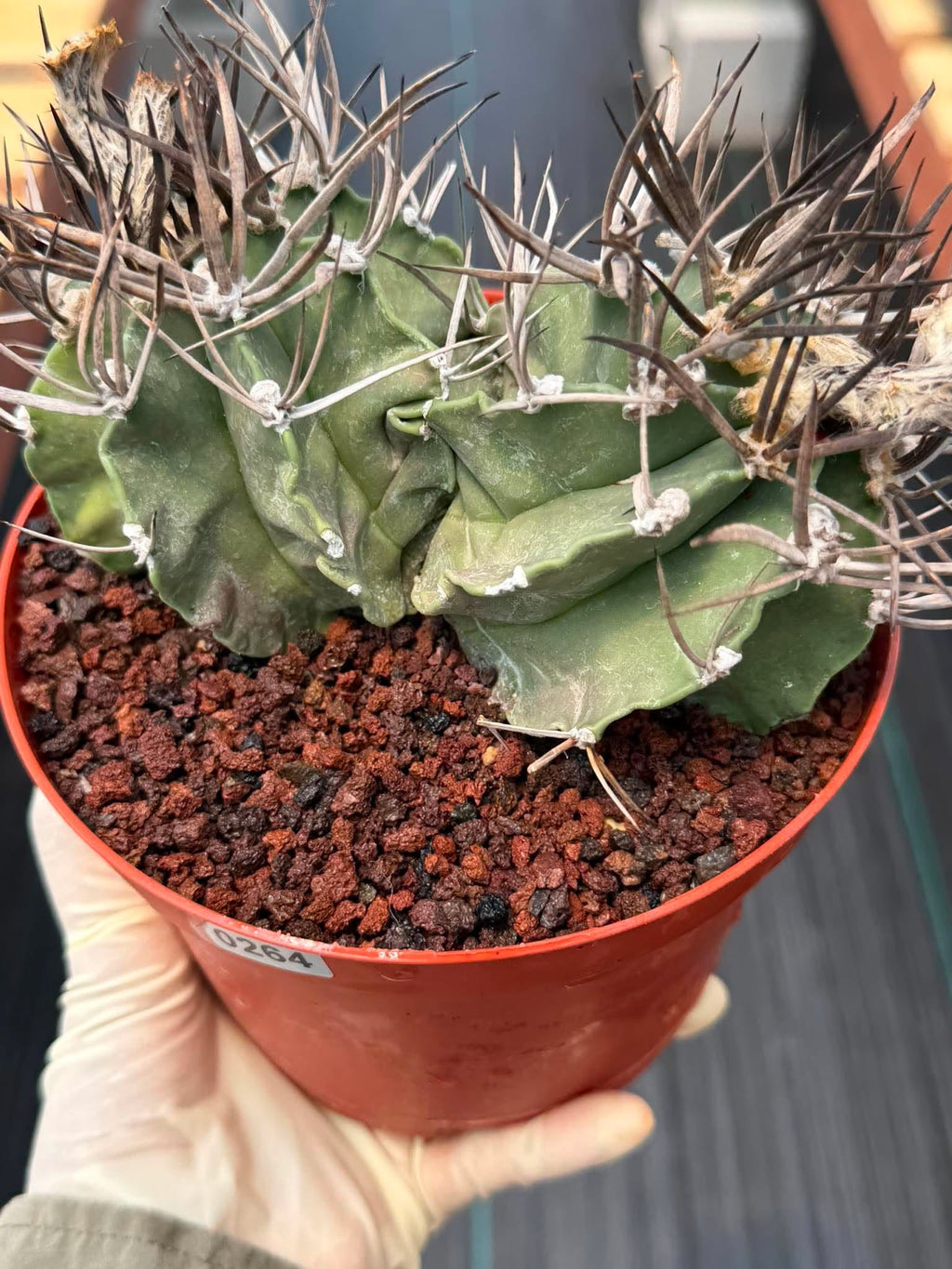 Astrophytum Capricorne Buffalo #264 | Rare Double Head Cactus | Collector's Specimen