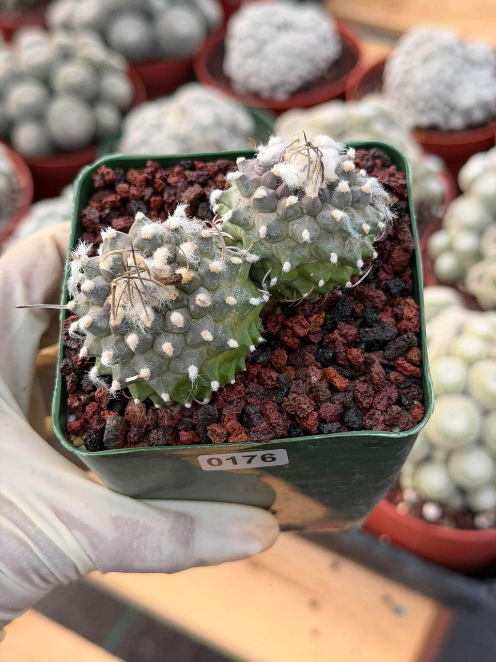 Turbinicarpus Schmiedickeanus Double Head – Rare Live Cactus For Sale #176