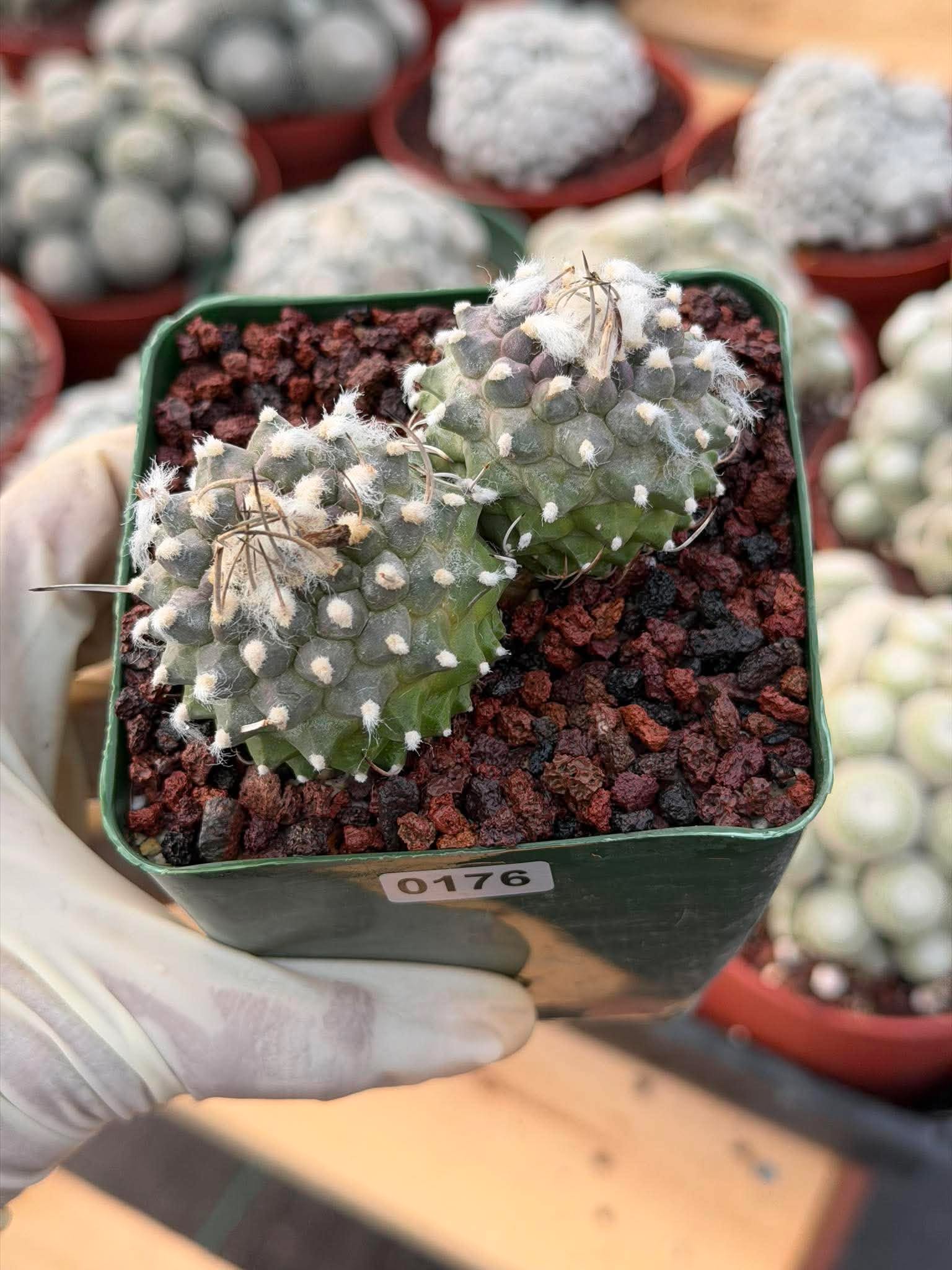 Turbinicarpus Schmiedickeanus Double Head – Rare Live Cactus For Sale #176