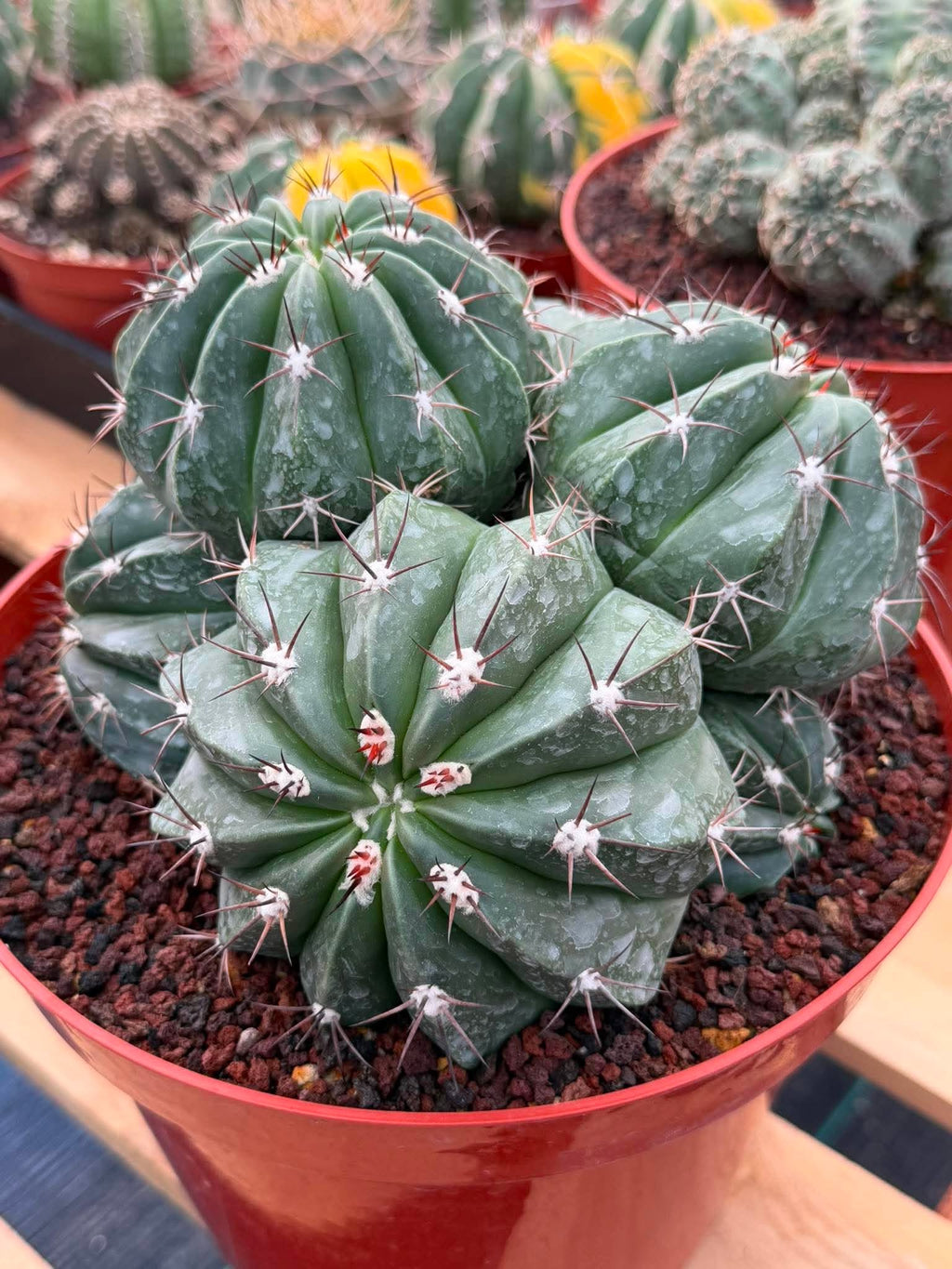 Melocactus Cluster Seed Grown #863 | Rare Collector Cactus | Develops White Cephalium | 9'' Pot