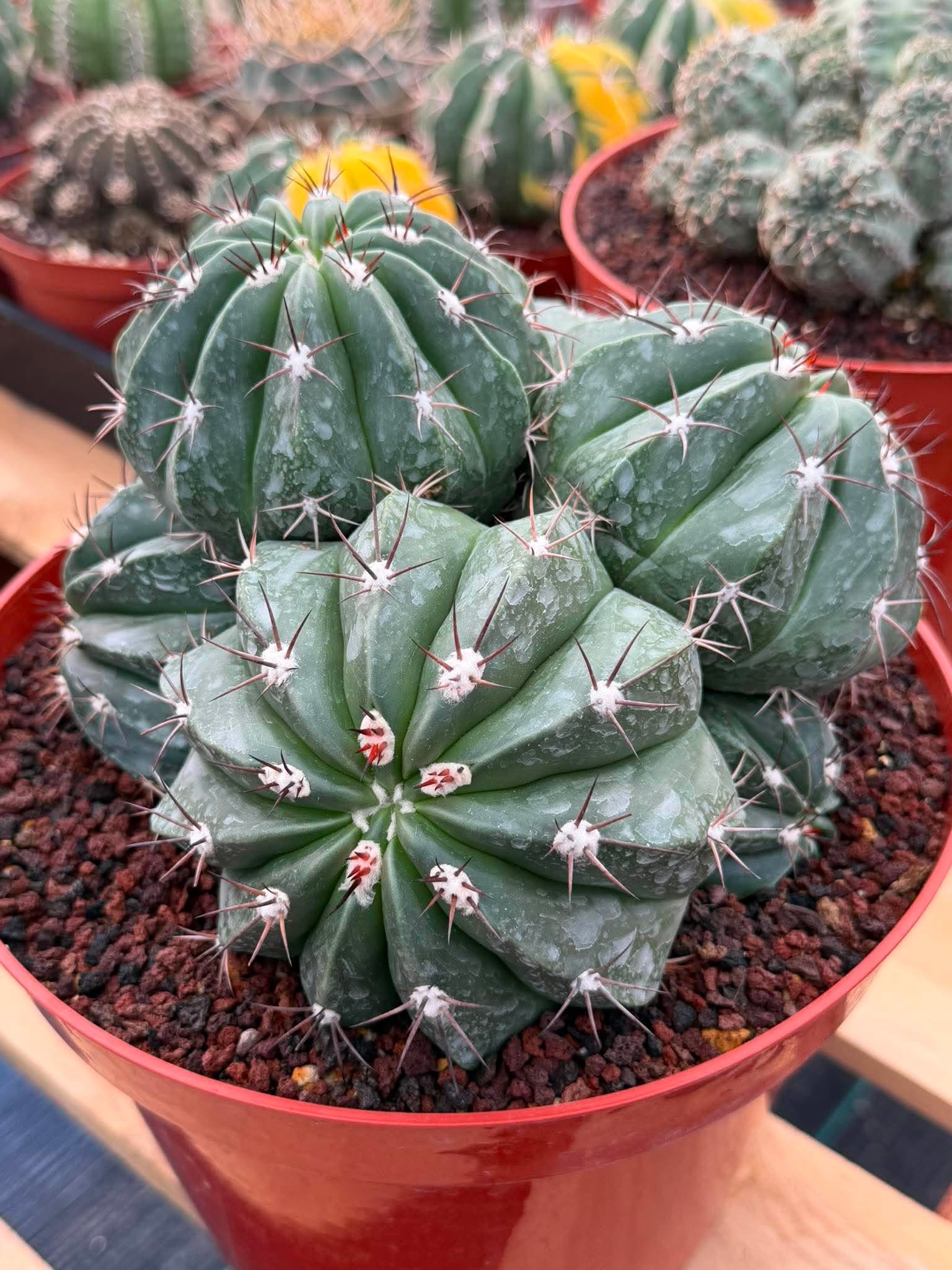 Melocactus Cluster Seed Grown #863 | Rare Collector Cactus | Develops White Cephalium | 9'' Pot
