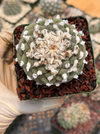 Turbinicarpus schmiedickeanus – Rare Woolly Mexican Miniature Cactus #172