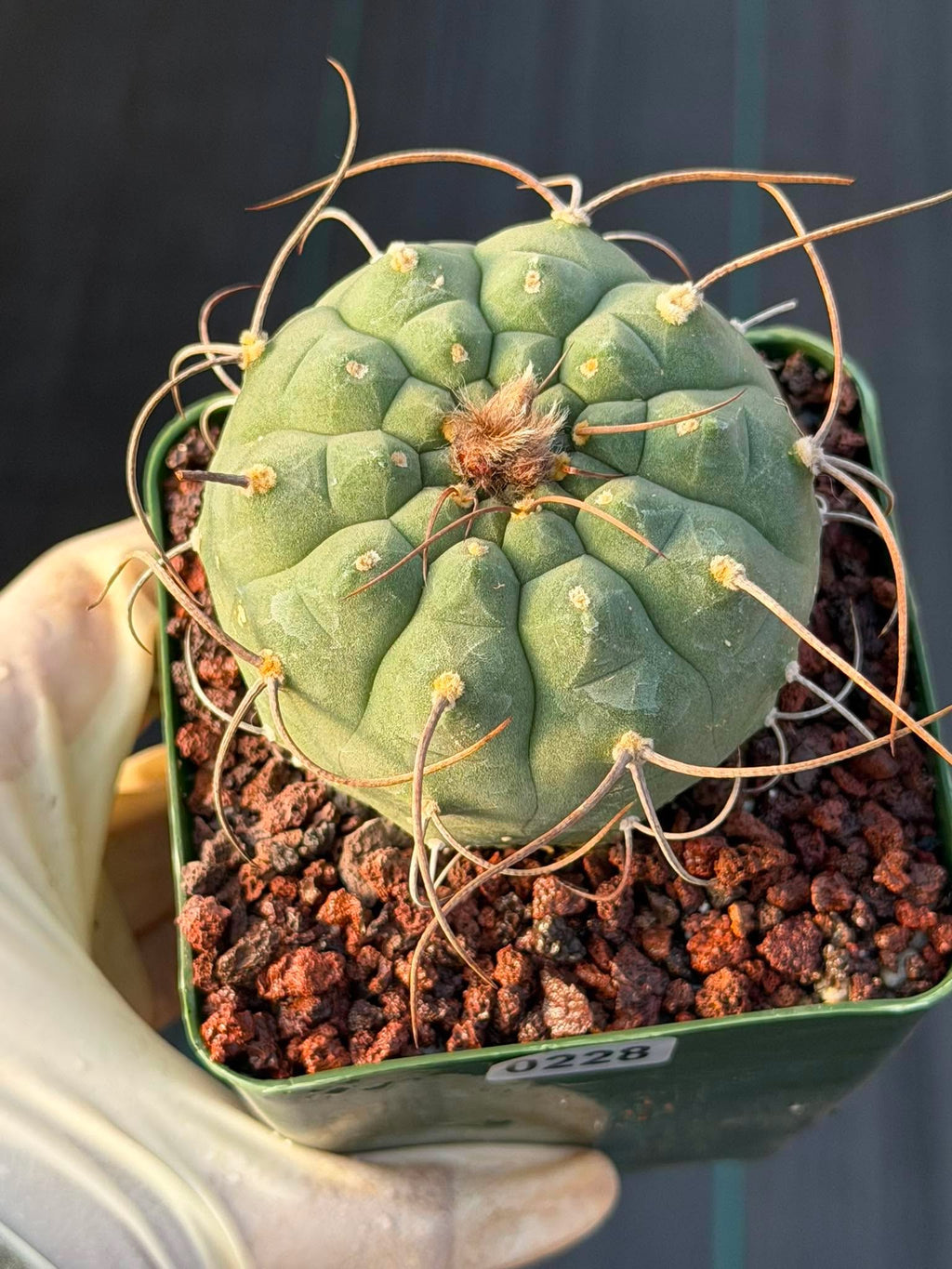Matucana Busy Spine #228 | Rare Collector Cactus | Dense Spination Succulent