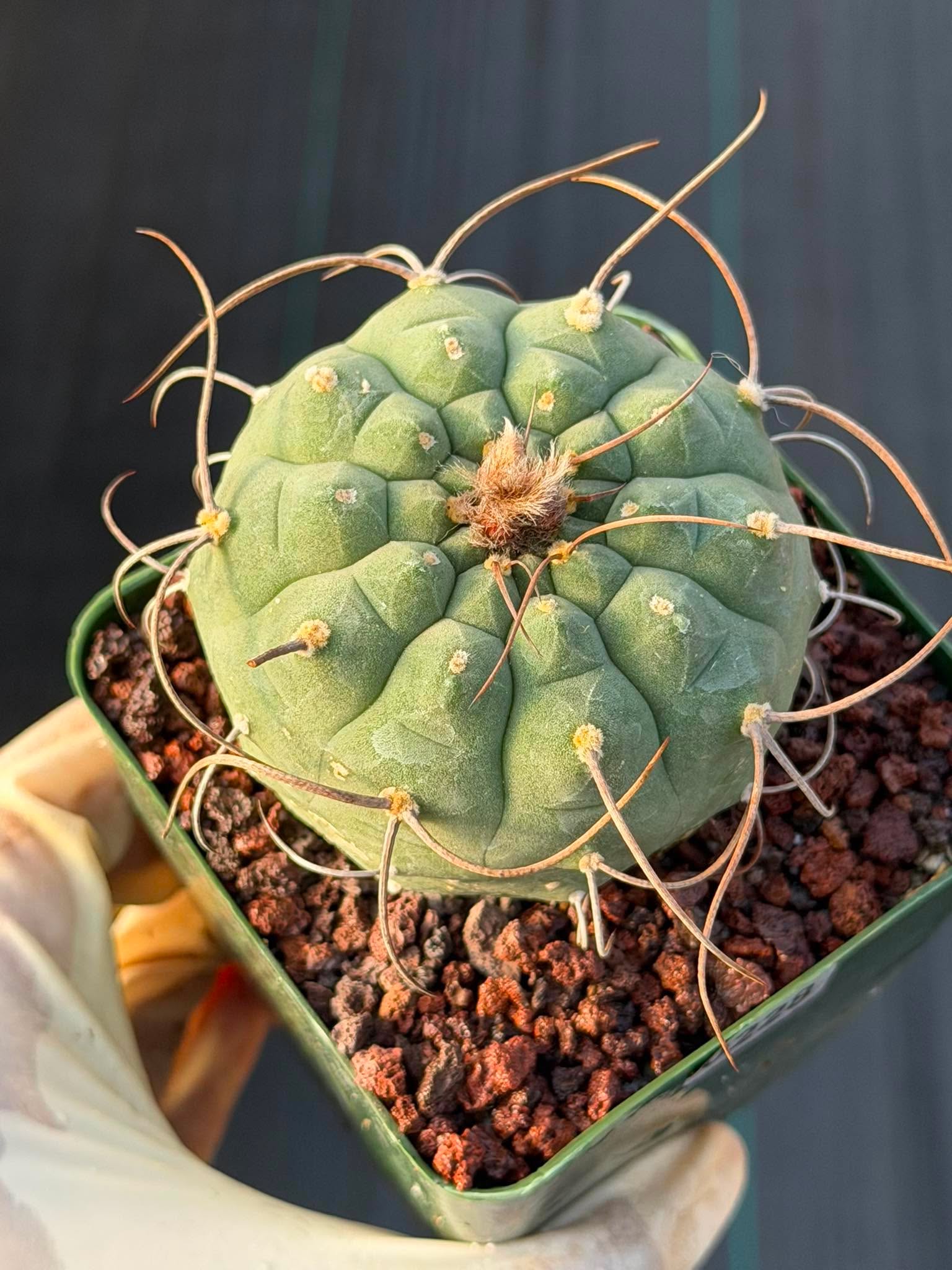Matucana Busy Spine #228 | Rare Collector Cactus | Dense Spination Succulent