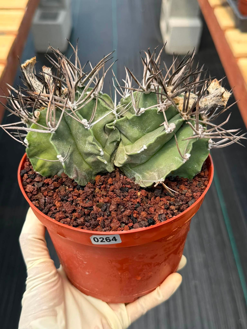 Astrophytum Capricorne Buffalo #264 | Rare Double Head Cactus | Collector's Specimen