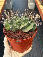 Astrophytum Capricorne Buffalo #264 | Rare Double Head Cactus | Collector's Specimen