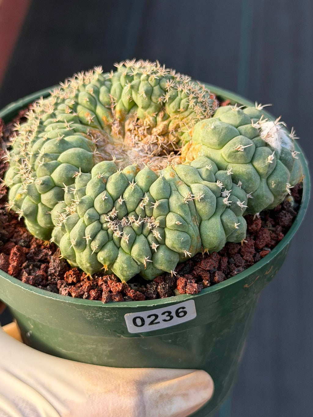 Crested Turbinicarpus Seed Grown #236 | Rare Collector Succulent Cactus | Unique Crested Form