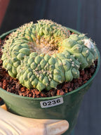 Crested Turbinicarpus Seed Grown #236 | Rare Collector Succulent Cactus | Unique Crested Form