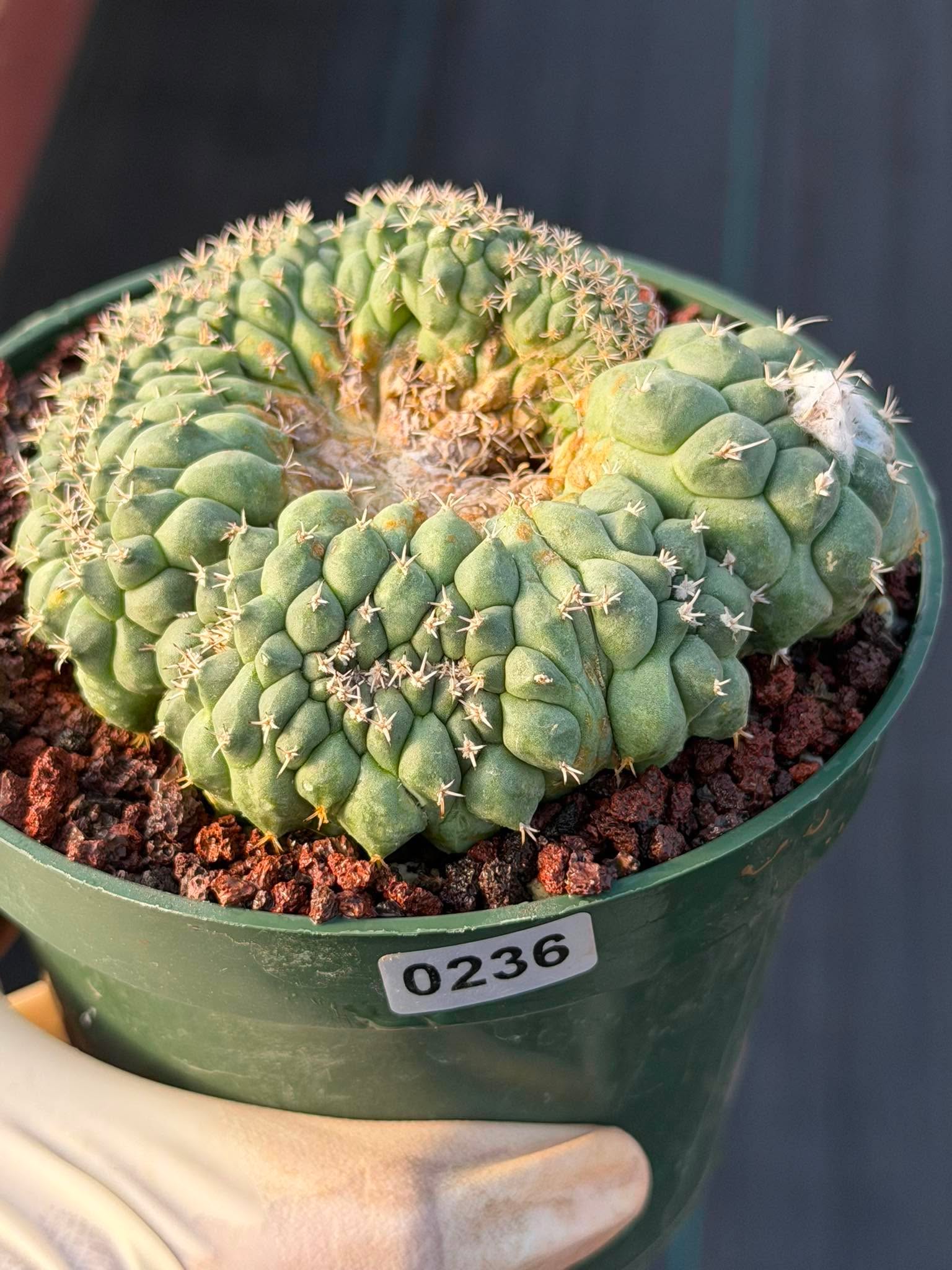 Crested Turbinicarpus Seed Grown #236 | Rare Collector Succulent Cactus | Unique Crested Form