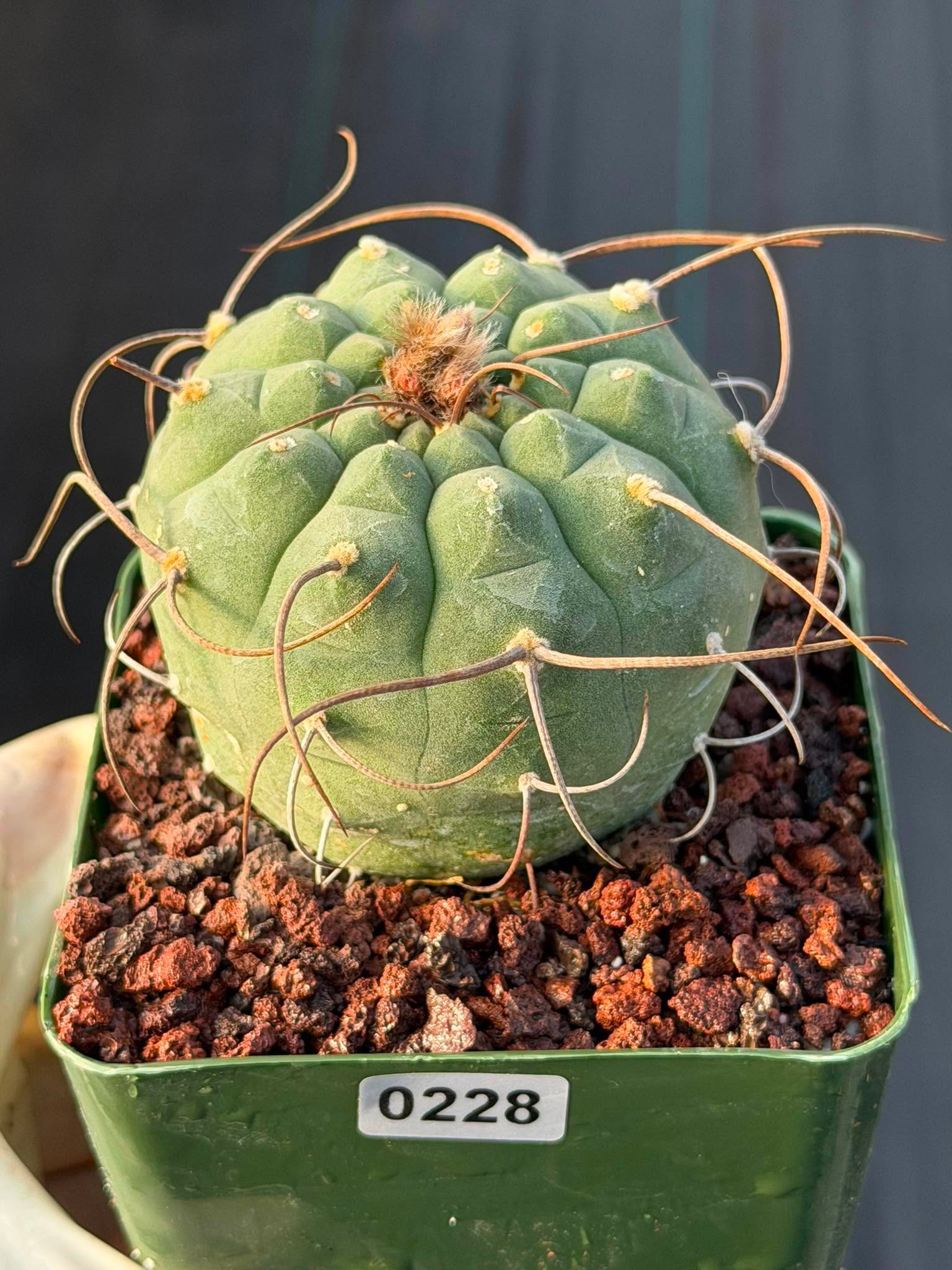 Matucana Busy Spine #228 | Rare Collector Cactus | Dense Spination Succulent