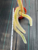 Monkey Tail Cactus #256 | Rare Trailing Cactus | Fuzzy Hanging Collector's Plant
