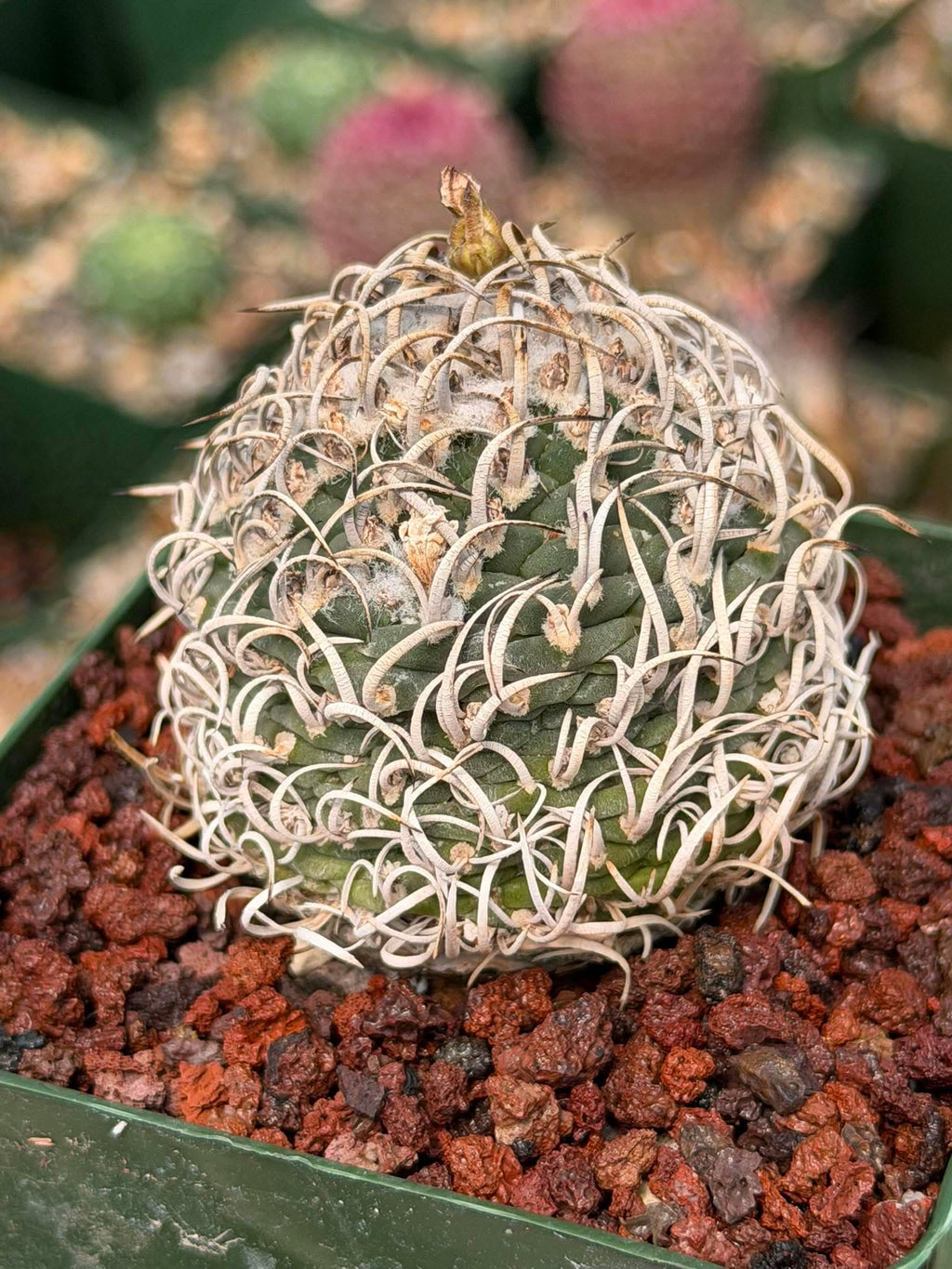 Turbinicarpus Collector’s Cactus #190 – Rare Seed‑Grown Globose Succulent with Spiral Spines