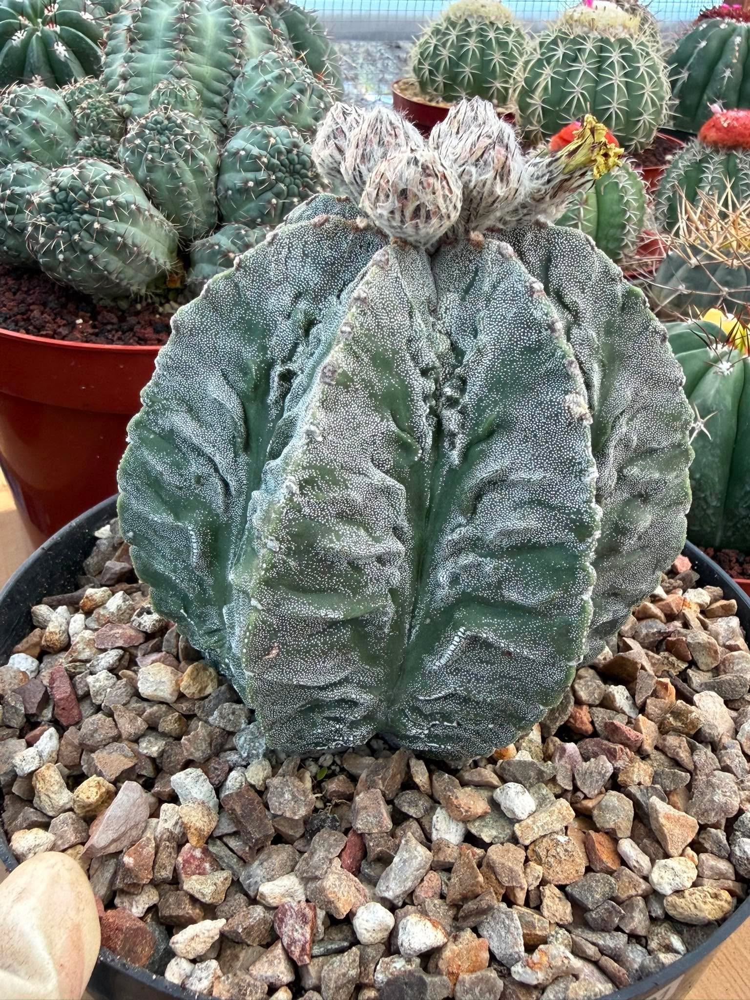 Astrophytum Fukuyu #31 | Rare Collector Cactus | Unique Succulent Plant