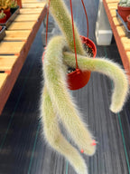 Monkey Tail Cactus #256 | Rare Trailing Cactus | Fuzzy Hanging Collector's Plant
