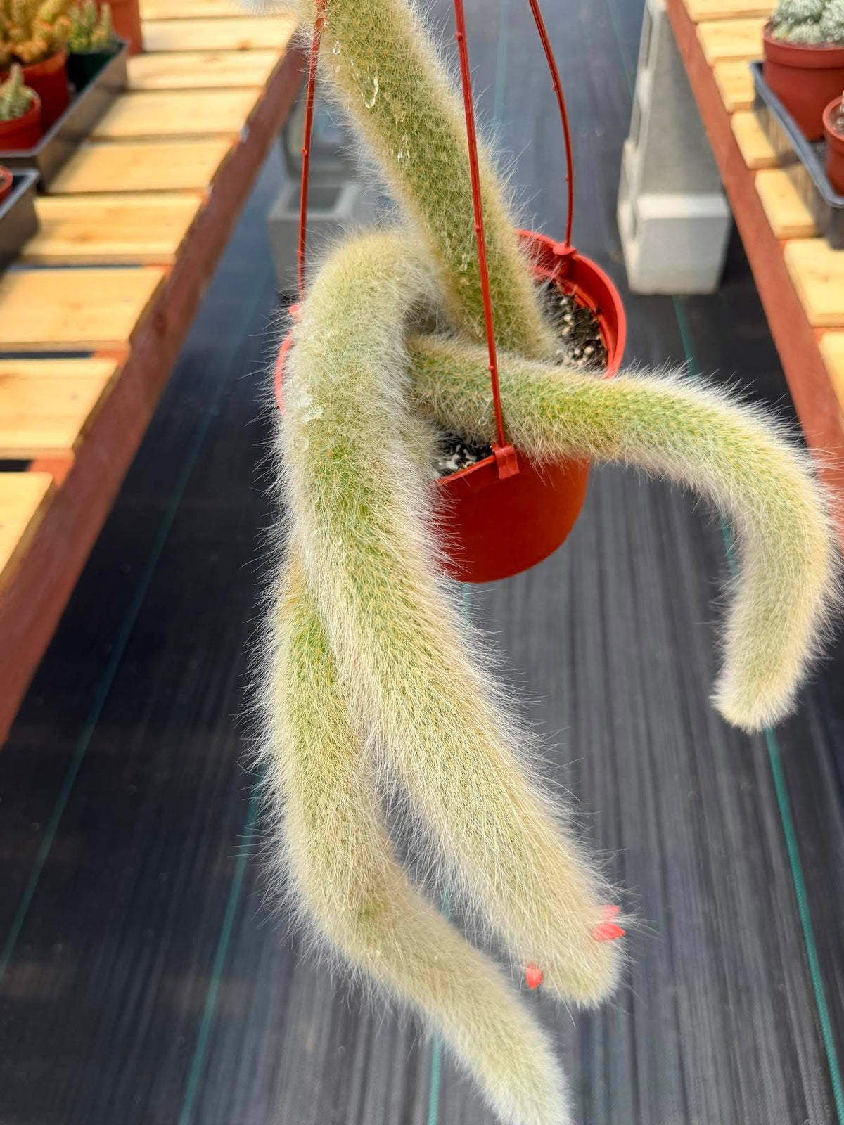 Monkey Tail Cactus #256 | Rare Trailing Cactus | Fuzzy Hanging Collector's Plant