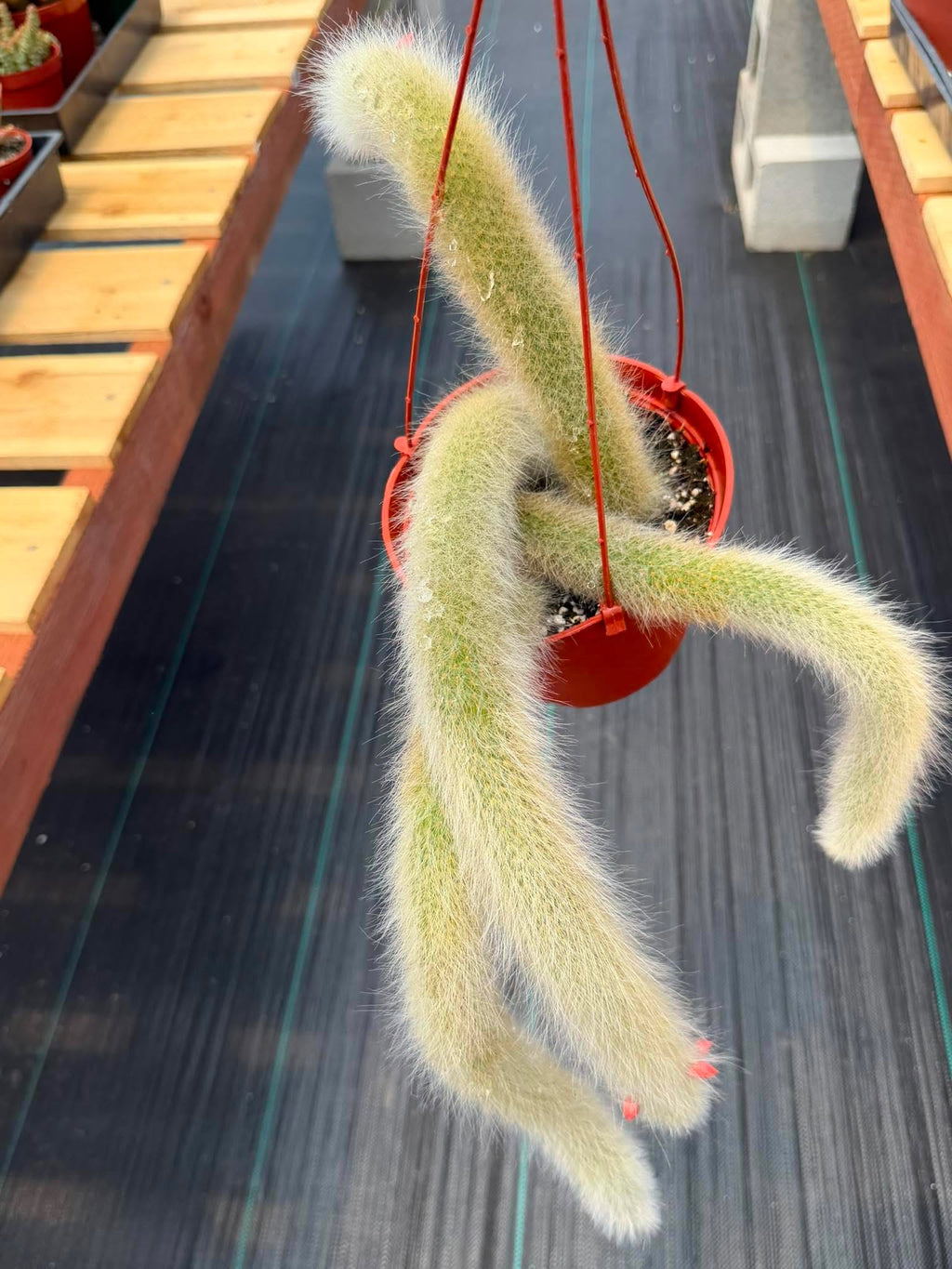 Monkey Tail Cactus #256 | Rare Trailing Cactus | Fuzzy Hanging Collector's Plant