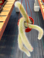 Monkey Tail Cactus #256 | Rare Trailing Cactus | Fuzzy Hanging Collector's Plant