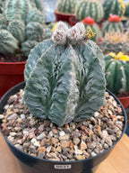 Astrophytum Fukuyu #31 | Rare Collector Cactus | Unique Succulent Plant