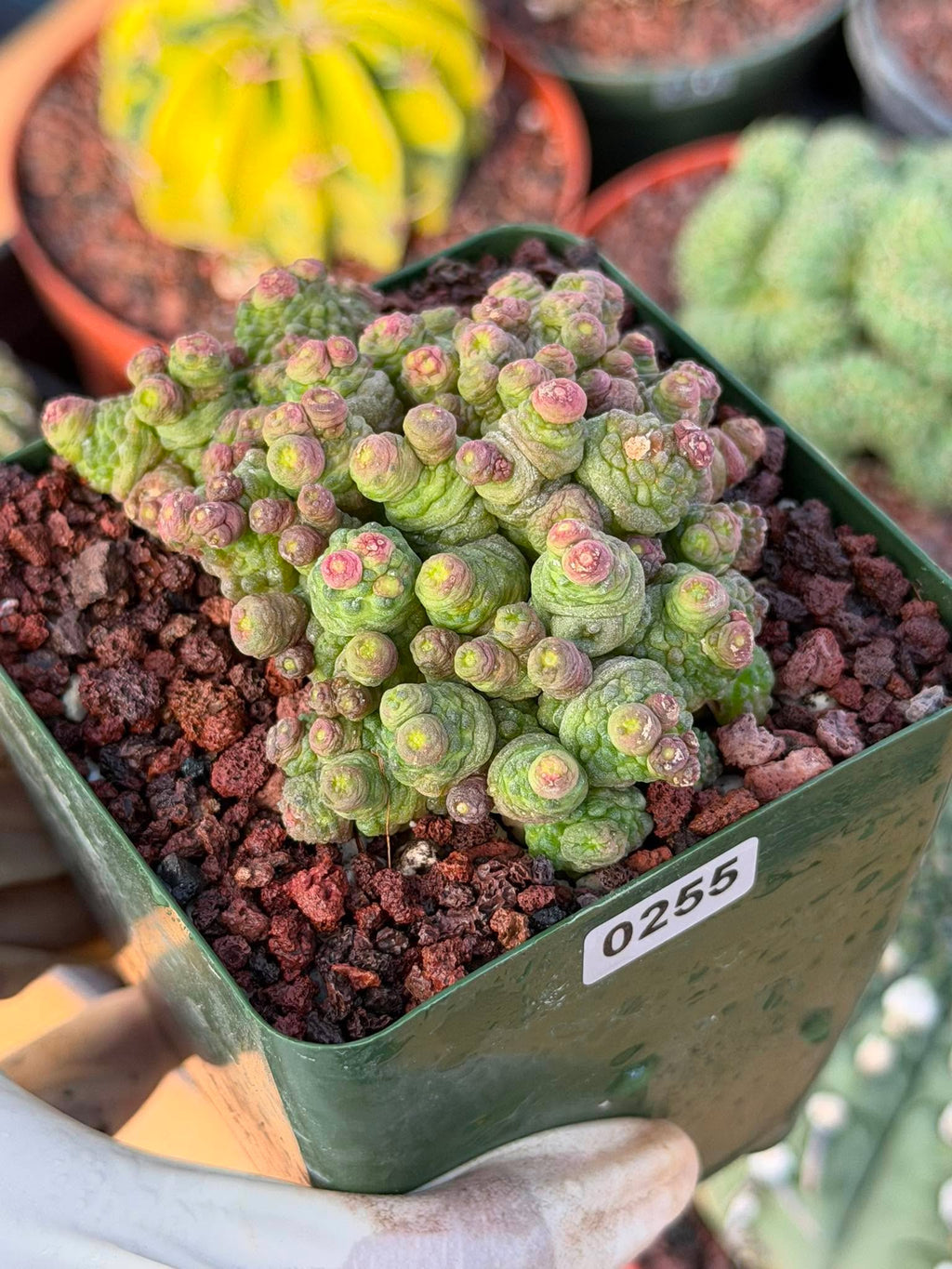 Mammillaria bocasana cv. Fred | Rare Collector Cactus | #255