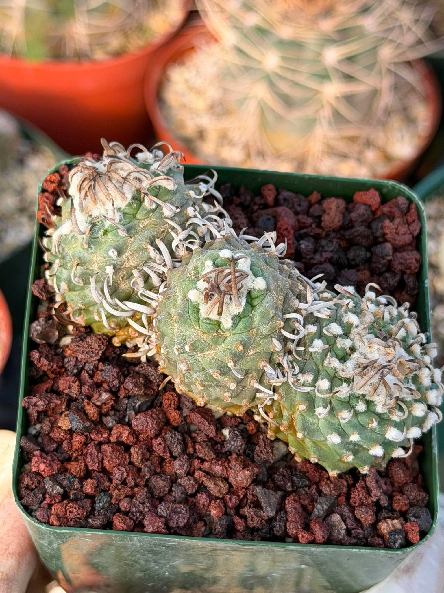 Rare Triple Heads Seed‑Grown Turbinicarpus #253