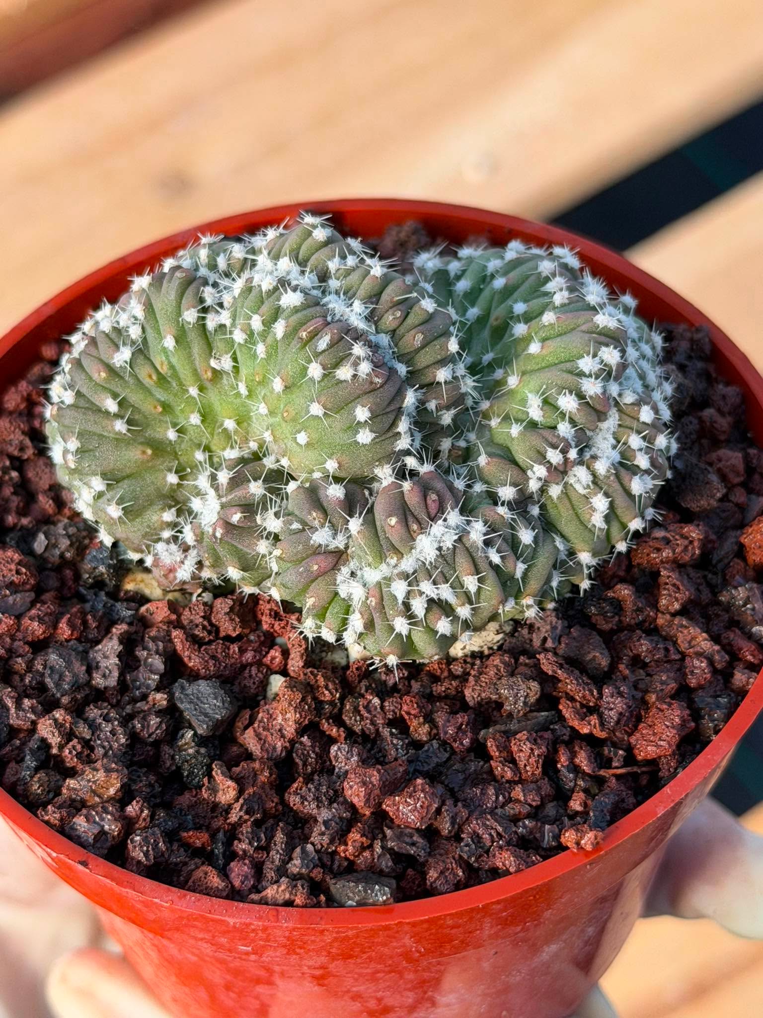 Rare 4” Crested Domino Cactus #254 – Collector Succulent Plant