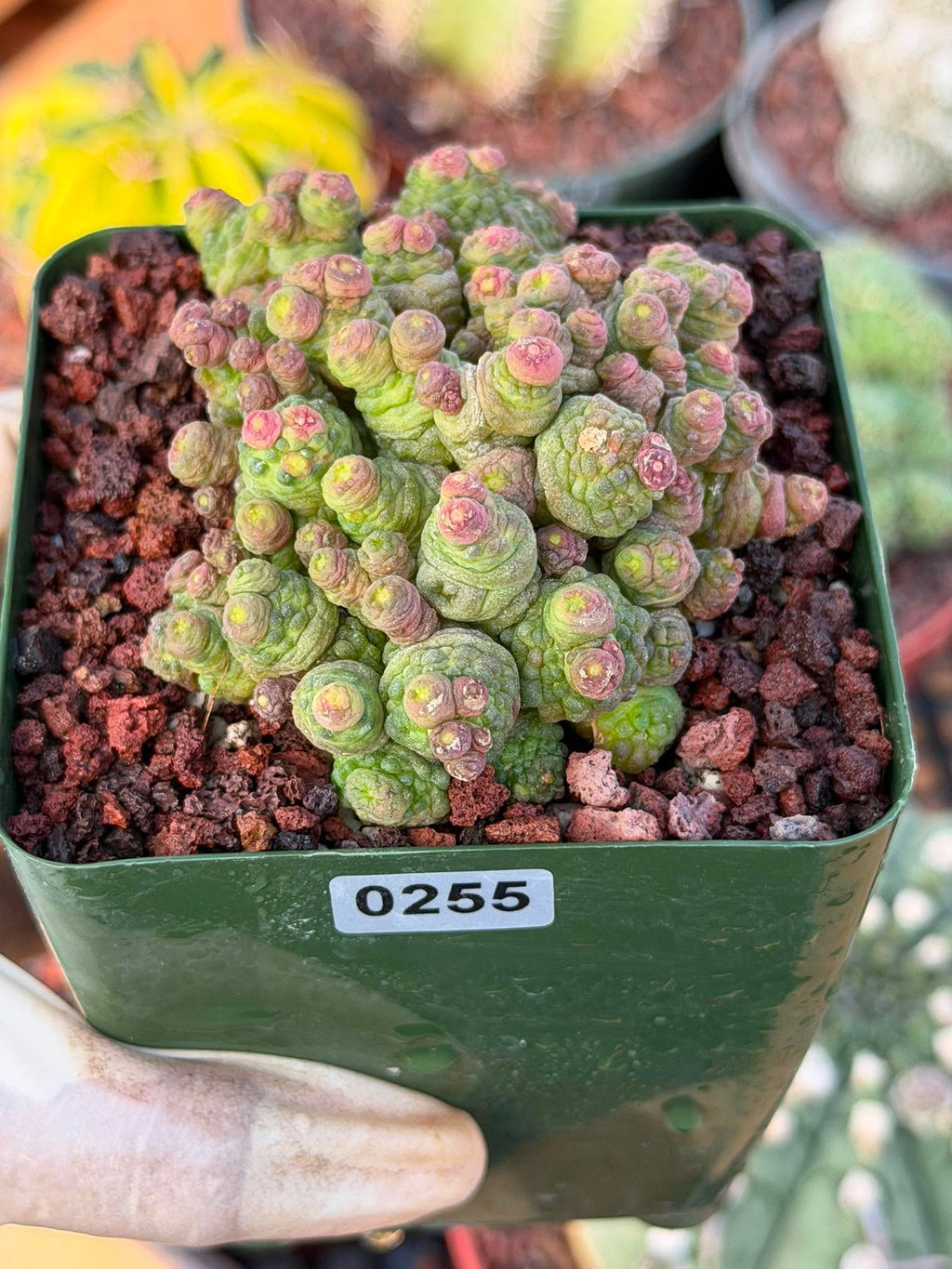 Mammillaria bocasana cv. Fred | Rare Collector Cactus | #255