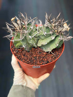 Astrophytum Capricorne Buffalo #264 | Rare Double Head Cactus | Collector's Specimen