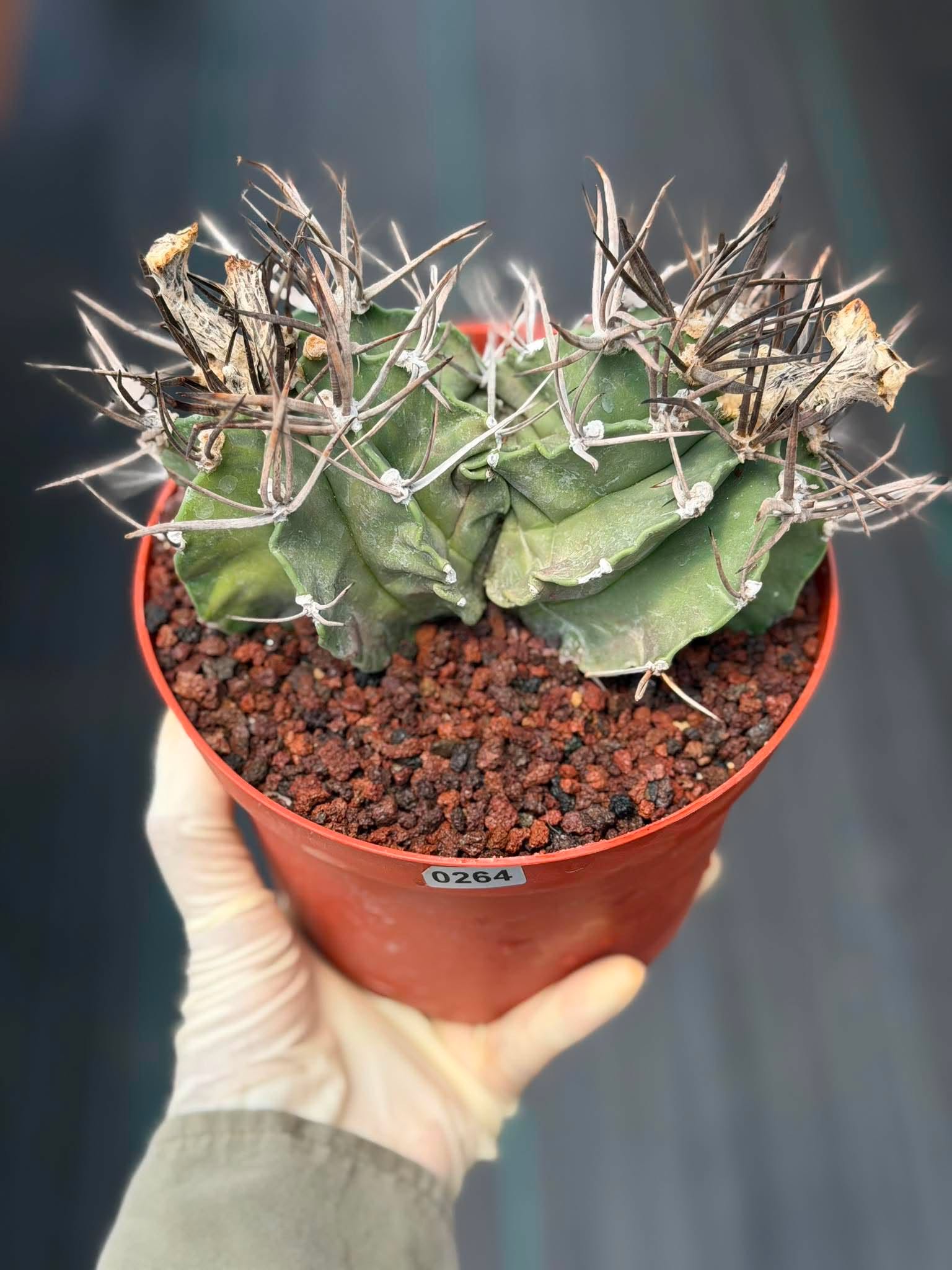 Astrophytum Capricorne Buffalo #264 | Rare Double Head Cactus | Collector's Specimen