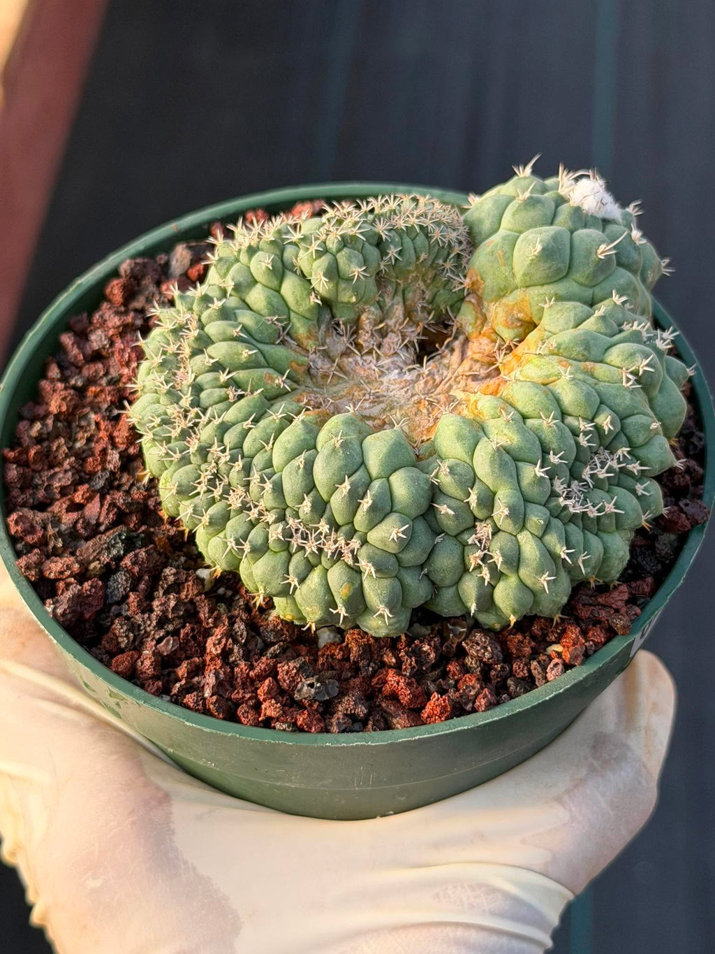 Crested Turbinicarpus Seed Grown #236 | Rare Collector Succulent Cactus | Unique Crested Form